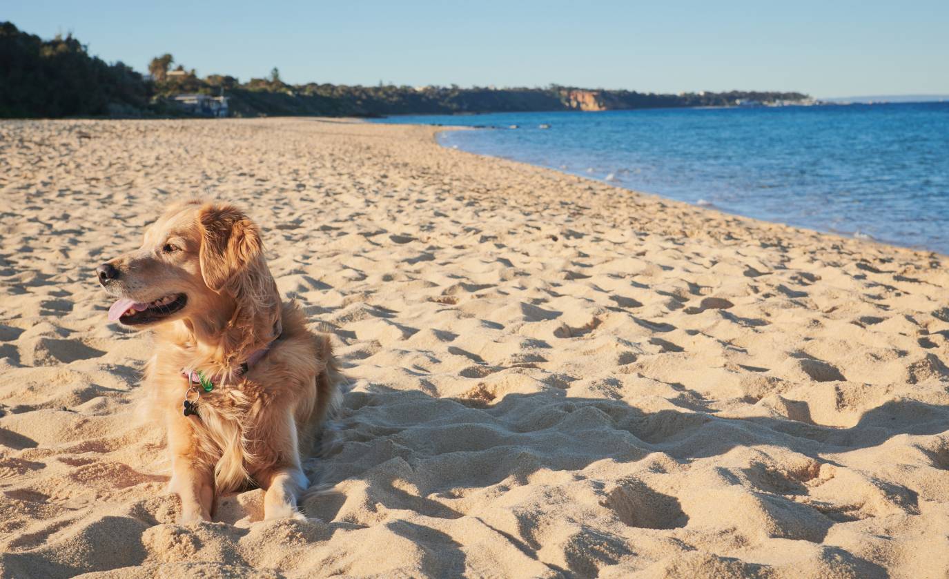 Golden retriever on Brighton beach