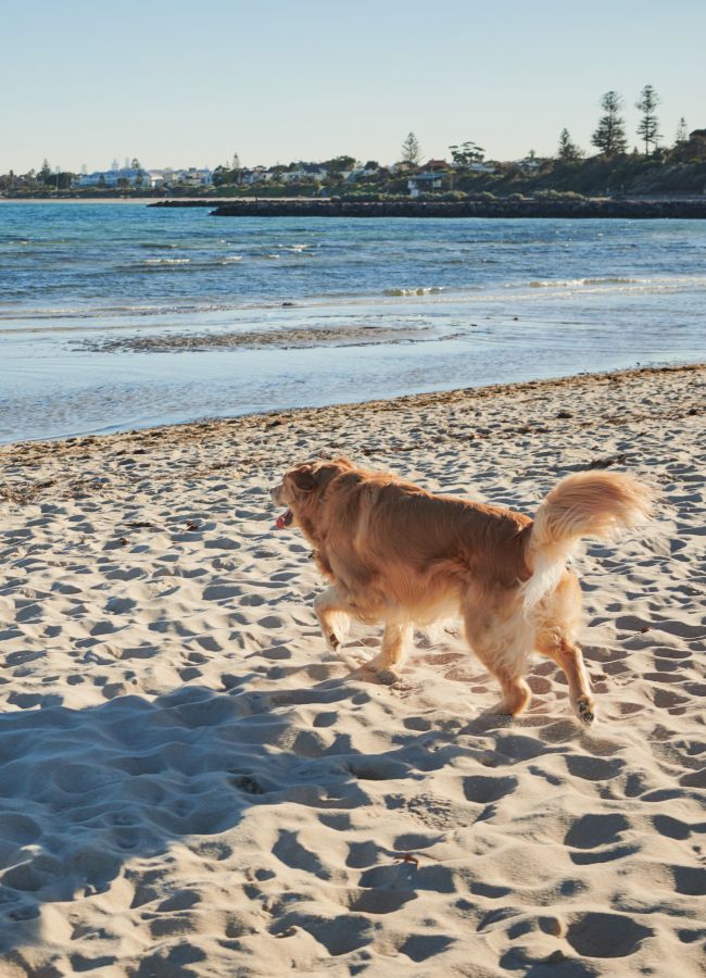 Golden retriever on Brighton beach