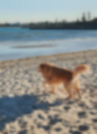 Golden retriever on Brighton beach